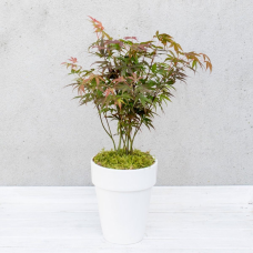 Son & Koot Acer Palm. 'Atropurpureum' - 30 cm, Ø15 cm