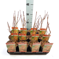 Son & Koot Acer Palm. 'Atropurpureum' - 20 cm, Ø10.5 cm