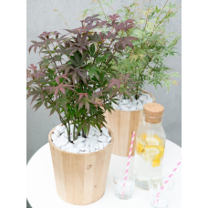 Son & Koot Acer Palm. 'Atropurpureum' - 20 cm,  Ø13 cm