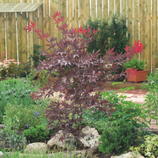 Son & Koot Acer Palm. 'Atropurpureum' - 40 cm, Ø19 cm
