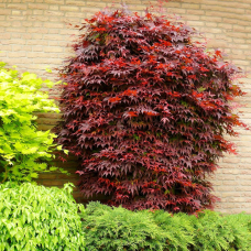 Son & Koot Acer Palm. 'Atropurpureum' - 40 cm, Ø19 cm