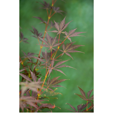 Son & Koot Acer Palm. 'Sumi-Nagashi' - 130 cm, Ø30 cm