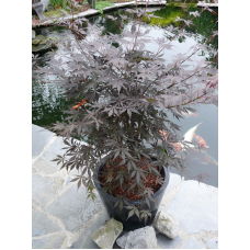 Son & Koot Acer Palm. 'Sumi-Nagashi' - 130 cm, Ø30 cm