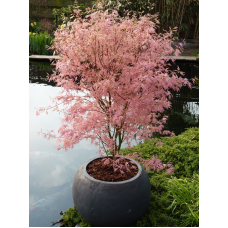 Son & Koot Acer Palm. 'Taylor' - 30 cm, Ø 19cm