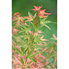 Son & Koot Acer Palm. 'Taylor' - 30 cm, Ø 19cm