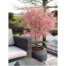 Son & Koot Acer Palm. 'Taylor' - 30 cm, Ø 19cm