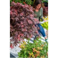 Son & Koot Acer Palm. 'Shaina' - 40 cm, Ø19 cm