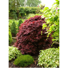 Son & Koot Acer Palm. 'Shaina' - 40 cm, Ø19 cm