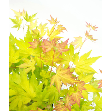 Son & Koot Acer Palm. 'Orange Dream' - 30 cm, Ø15 cm