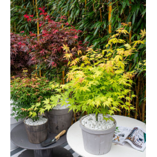 Son & Koot Acer Palm. 'Orange Dream' - 30 cm, Ø15 cm