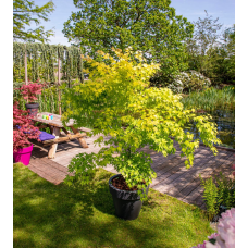 Son & Koot Acer Palm. 'Orange Dream' - 30 cm, Ø15 cm