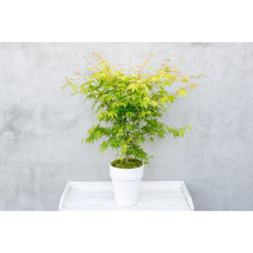 Son & Koot Acer Palm. 'Orange Dream' - 20 cm, Ø13 cm