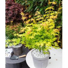 Son & Koot Acer Palm. 'Orange Dream' - 20 cm, Ø10.5 cm