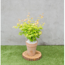 Son & Koot Acer Palm. 'Orange Dream' - 20 cm, Ø10.5 cm