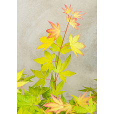 Son & Koot Acer Palm. 'Orange Dream' - 40 cm, Ø19 cm
