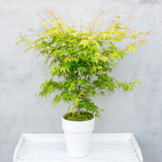 Son & Koot Acer Palm. 'Orange Dream' - 40 cm, Ø19 cm