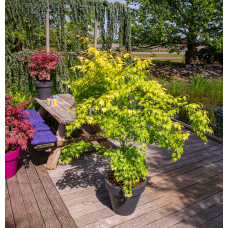 Son & Koot Acer Palm. 'Orange Dream' - 40 cm, Ø19 cm