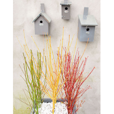 Son & Koot Acer Palm. 'Going Green' - 20 cm, Ø13 cm