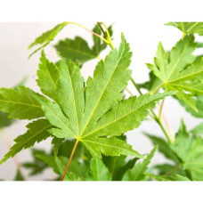 Son & Koot Acer Palm. 'Going Green' - 20 cm, Ø13 cm