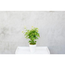 Son & Koot Acer Palm. 'Going Green' - 20 cm, Ø13 cm