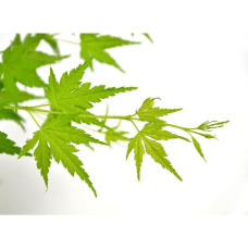 Son & Koot Acer Palm. 'Going Green' - 30 cm, Ø15 cm