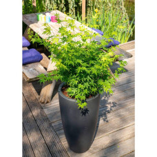 Son & Koot Acer Palm. 'Going Green' - 30 cm, Ø15 cm