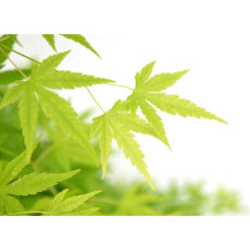 Son & Koot Acer Palm. 'Going Green' - 20 cm, Ø10.5 cm