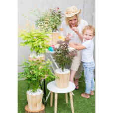 Son & Koot Acer Palm. 'Going Green' - 20 cm, Ø10.5 cm