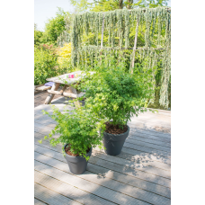 Son & Koot Acer Palm. 'Going Green' - 40 cm, Ø19 cm