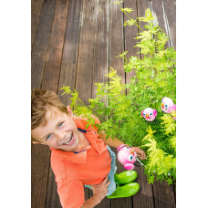 Son & Koot Acer Palm. 'Going Green' - 40 cm, Ø19 cm