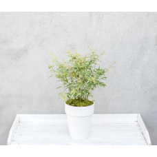 Son & Koot Acer Palm. 'Butterfly' - 30 cm, Ø15 cm