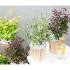 Son & Koot Acer Palm. 'Butterfly' - 20 cm, Ø13 cm