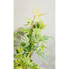 Son & Koot Acer Palm. 'Butterfly' - 20 cm, Ø13 cm