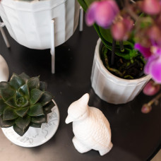 Kolibri Echeveria Purpusorum - Ø 9 cm