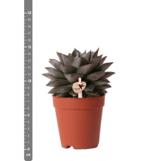 Kolibri Echeveria Purpusorum - Ø 9 cm