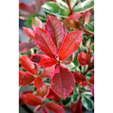 Son & Koot Photinia Fraseri 'Pink Marble' - 30 cm, Ø19 cm