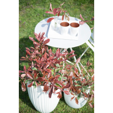 Son & Koot Photinia Fraseri 'Pink Marble' - 30 cm, Ø19 cm