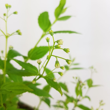Son & Koot Deutzia 'Yuki Cherry Blossom' - 25 cm, Ø19 cm