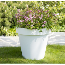 Son & Koot Deutzia 'Yuki Cherry Blossom' - 25 cm, Ø19 cm