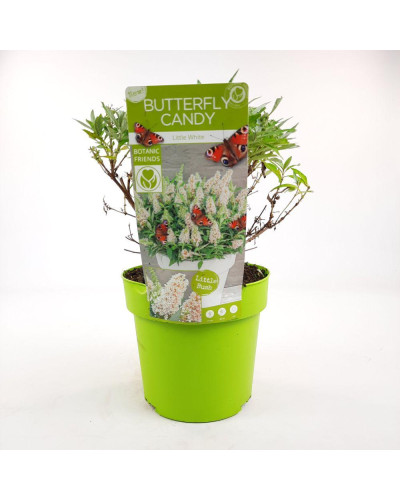 Son & Koot Buddleja Dav. 'Butterfly Candy Little White' - 25 cm, Ø19 cm