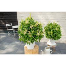 Son & Koot Buddleja Dav. 'Butterfly Candy Little White' - 25 cm, Ø19 cm