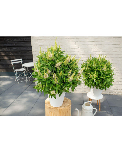 Son & Koot Buddleja Dav. 'Butterfly Candy Little White' - 25 cm, Ø19 cm