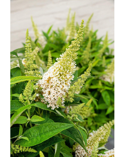 Son & Koot Buddleja Dav. 'Butterfly Candy Little White' - 25 cm, Ø19 cm