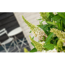 Son & Koot Buddleja Dav. 'Butterfly Candy Little White' - 25 cm, Ø19 cm