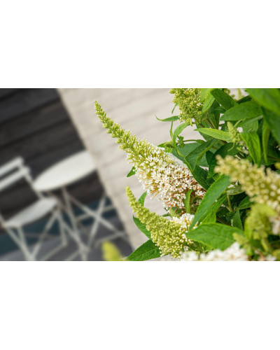 Son & Koot Buddleja Dav. 'Butterfly Candy Little White' - 25 cm, Ø19 cm