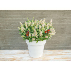 Son & Koot Buddleja Dav. 'Butterfly Candy Little White' - 25 cm, Ø19 cm