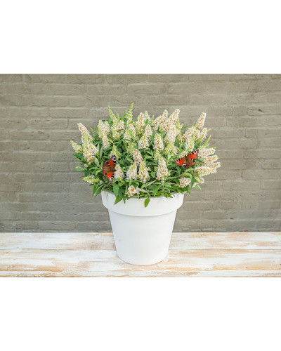 Son & Koot Buddleja Dav. 'Butterfly Candy Little White' - 25 cm, Ø19 cm