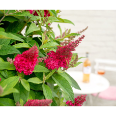 Son & Koot Buddleja Dav. 'Butterfly Candy Little Ruby' - 25 cm, Ø19 cm