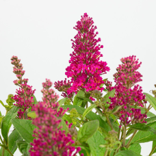 Son & Koot Buddleja Dav. 'Butterfly Candy Little Ruby' - 25 cm, Ø19 cm