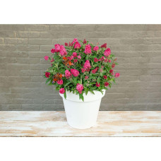 Son & Koot Buddleja Dav. 'Butterfly Candy Little Ruby' - 25 cm, Ø19 cm